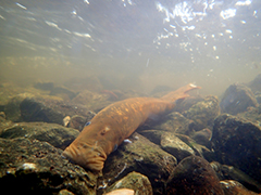 tagging sturgeon