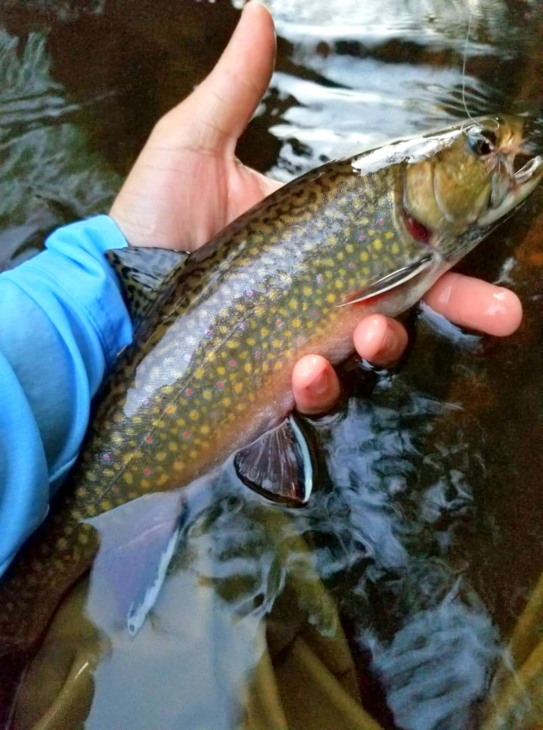 Great Lakes Fishery Commission - Pulse on Science: Project Spotlight