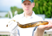 Rope Tissue Visible on Male Sea Lamprey