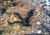 Sea Lamprey Spawning on Nest