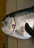 Sea lamprey attached to fish