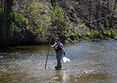 Collecting Larvae After Treatment