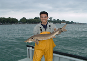 Lake Sturgeon