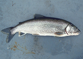 Lake Trout