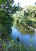 Stream Habitat