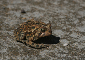 Toad